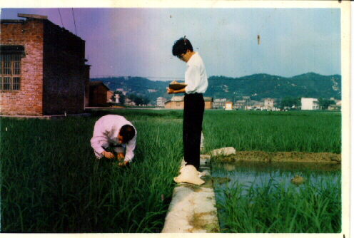 研究生曾翔等作大田调查